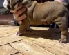 English Bulldog