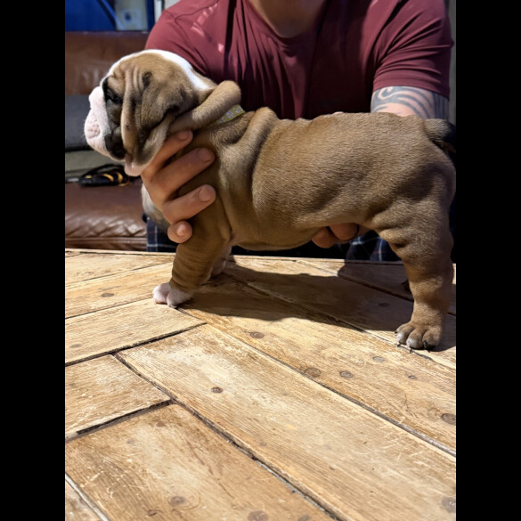 English Bulldog