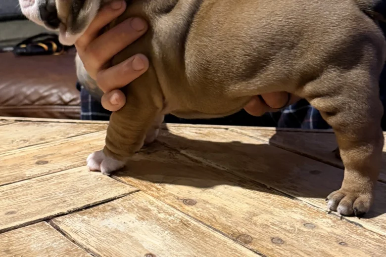 English Bulldog