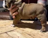 English Bulldog