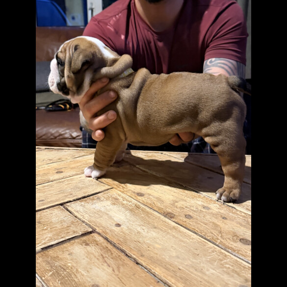 English Bulldog