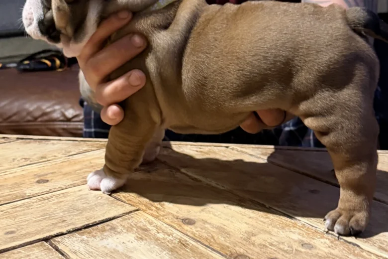English Bulldog