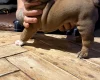 English Bulldog
