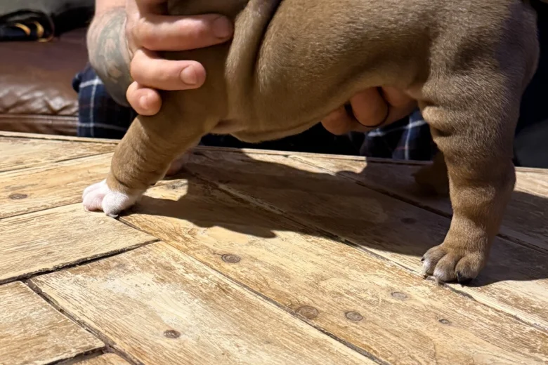 English Bulldog