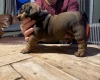 English Bulldog