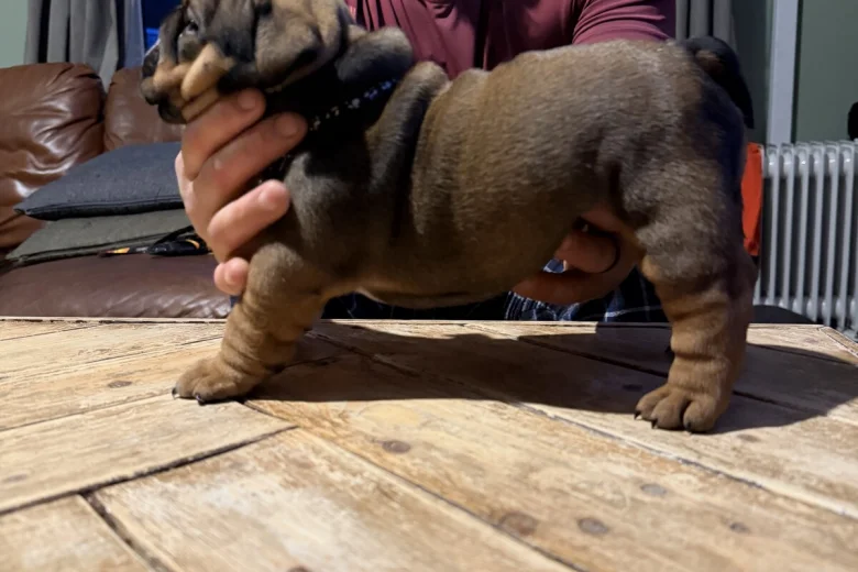 English Bulldog