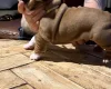 English Bulldog