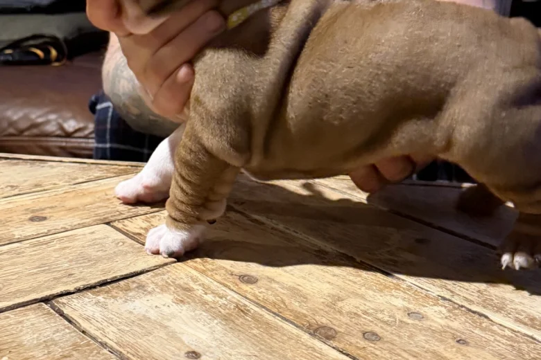 English Bulldog