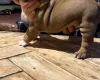 English Bulldog