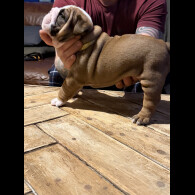 English Bulldog