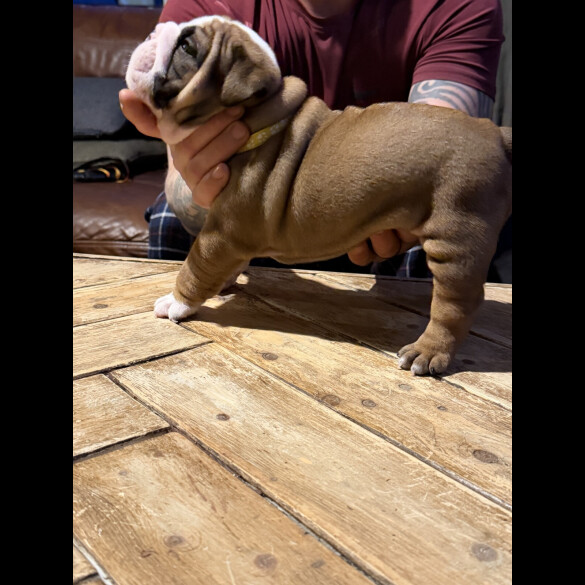 English Bulldog