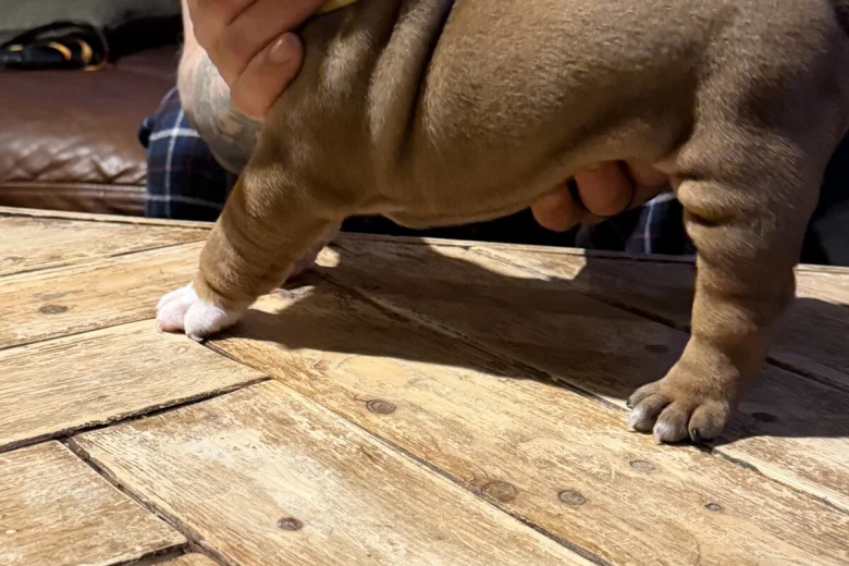 English Bulldog