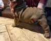 English Bulldog