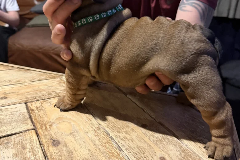 English Bulldog