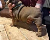 English Bulldog