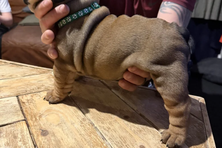 English Bulldog