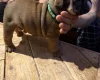 English Bulldog