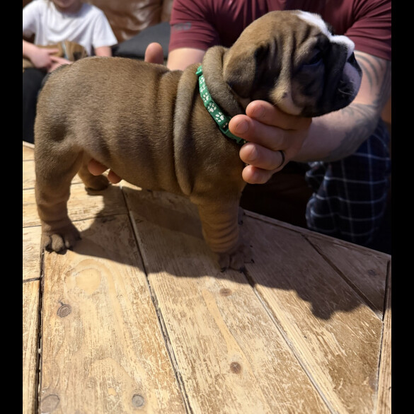 English Bulldog