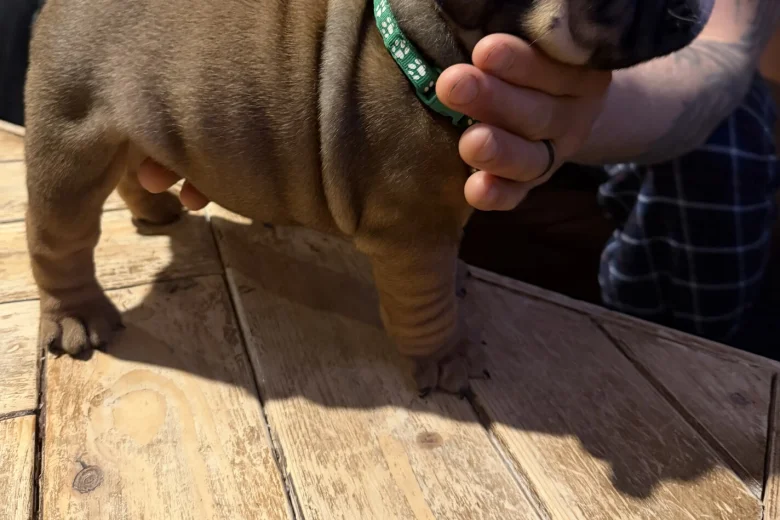 English Bulldog