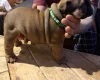 English Bulldog