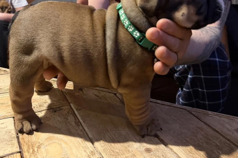 English Bulldog