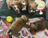 English Bulldog