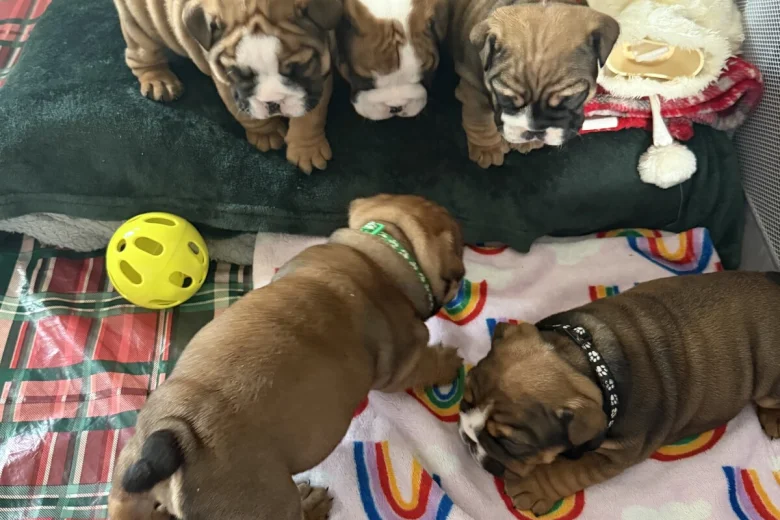 English Bulldog