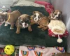English Bulldog