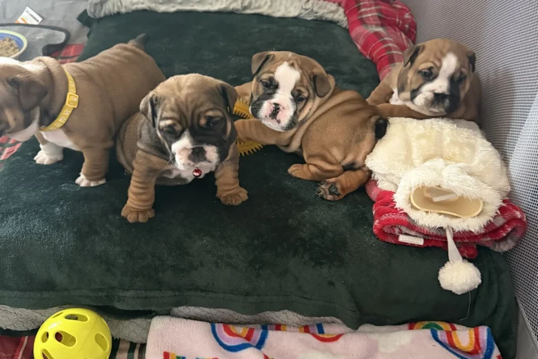 English Bulldog