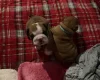 English Bulldog