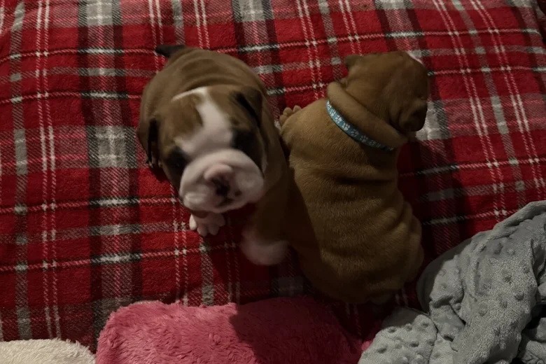 English Bulldog
