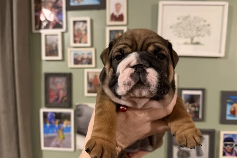 English Bulldog