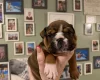 English Bulldog