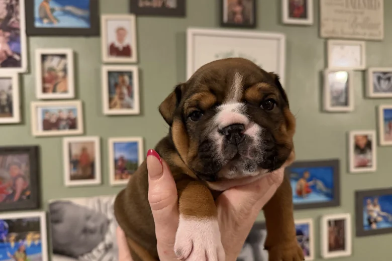 English Bulldog