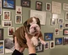 English Bulldog