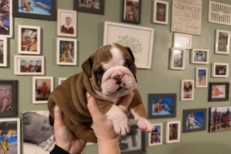 English Bulldog