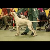 English Pointer
