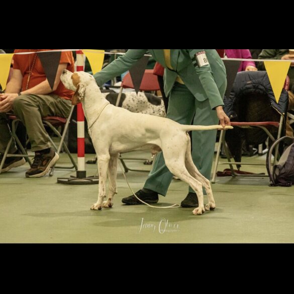 English Pointer