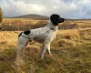 English Springer Spaniel
