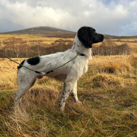 English Springer Spaniel