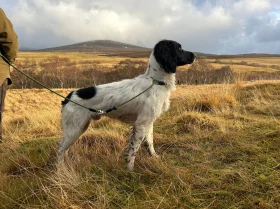 English Springer Spaniel
