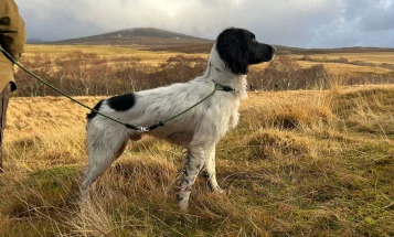 English Springer Spaniel