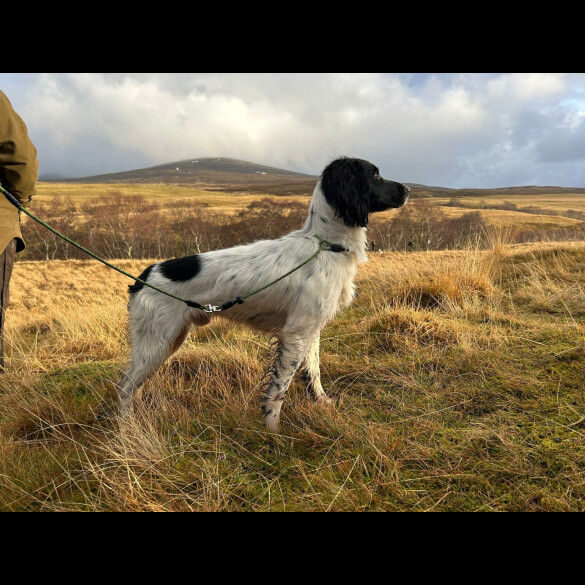 English Springer Spaniel
