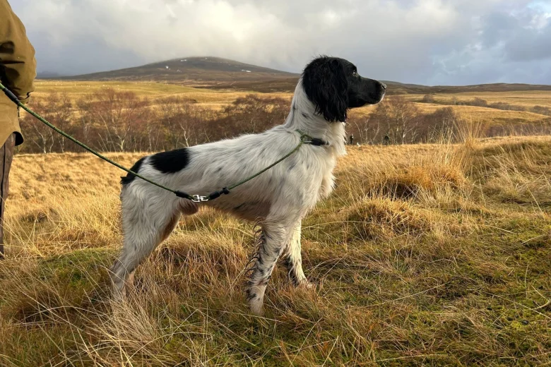 English Springer Spaniel