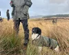 English Springer Spaniel