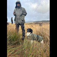 English Springer Spaniel