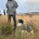 English Springer Spaniel