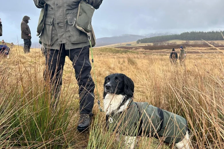English Springer Spaniel