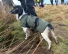 English Springer Spaniel