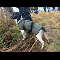 English Springer Spaniel